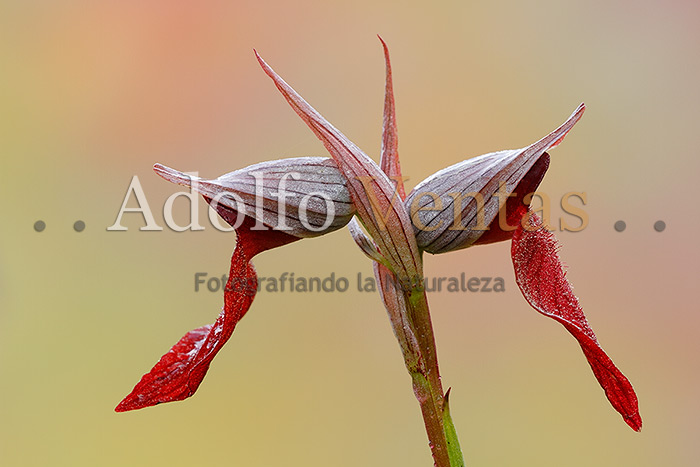 Serapias cordigera (Vista Lateral)