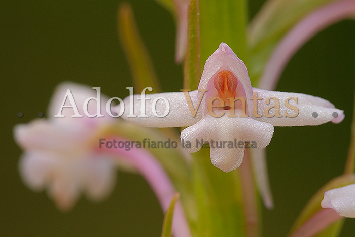 Gymnadenia conopsea (Detalle)