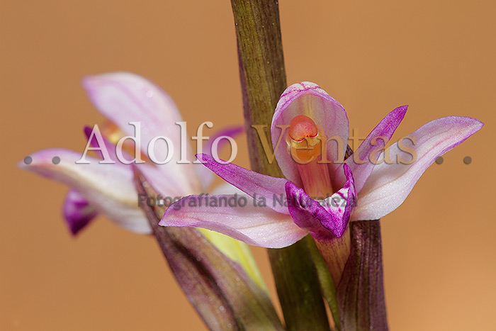 Limodorum abortivum