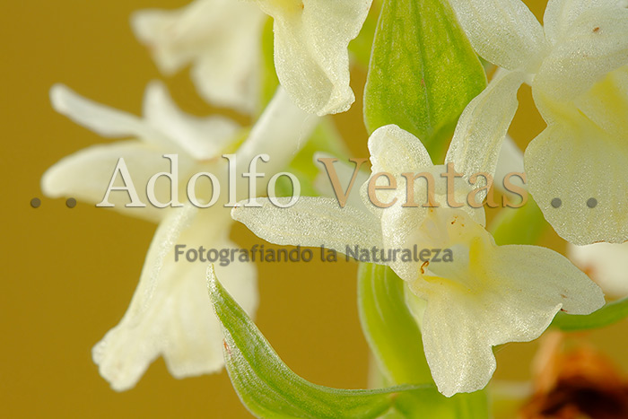 Dactylorhiza sulphurea