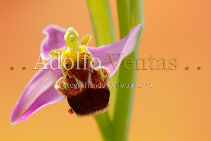 Ophrys apifera var. bicolor (frontal)
