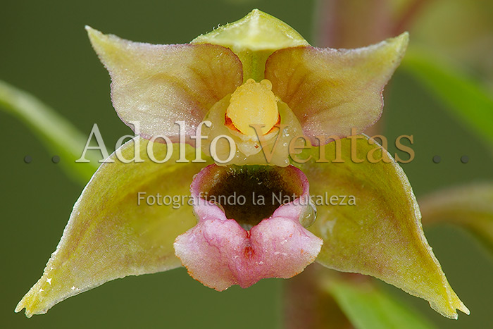Epipactis tremolsii (Flor)