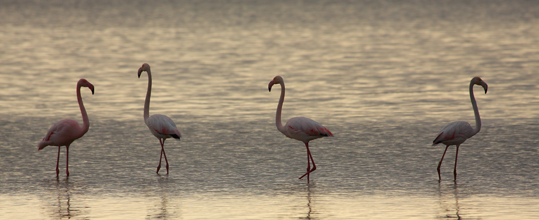 Flamencos al alba