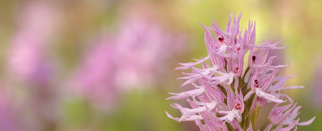 El mundo de las Orquídeas Silvestres